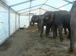 Elefant2