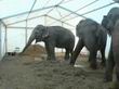 Elefant3